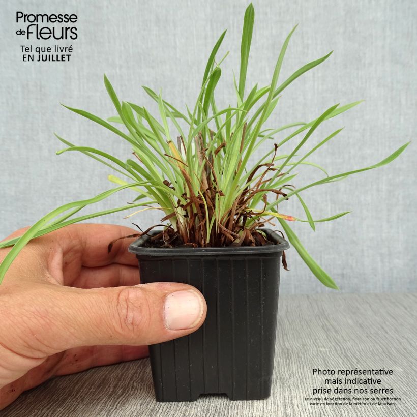 Ejemplar de Armeria pseudarmeria Ballerina White - Gazon d'Espagne Godet de 8 cm entregado en verano
