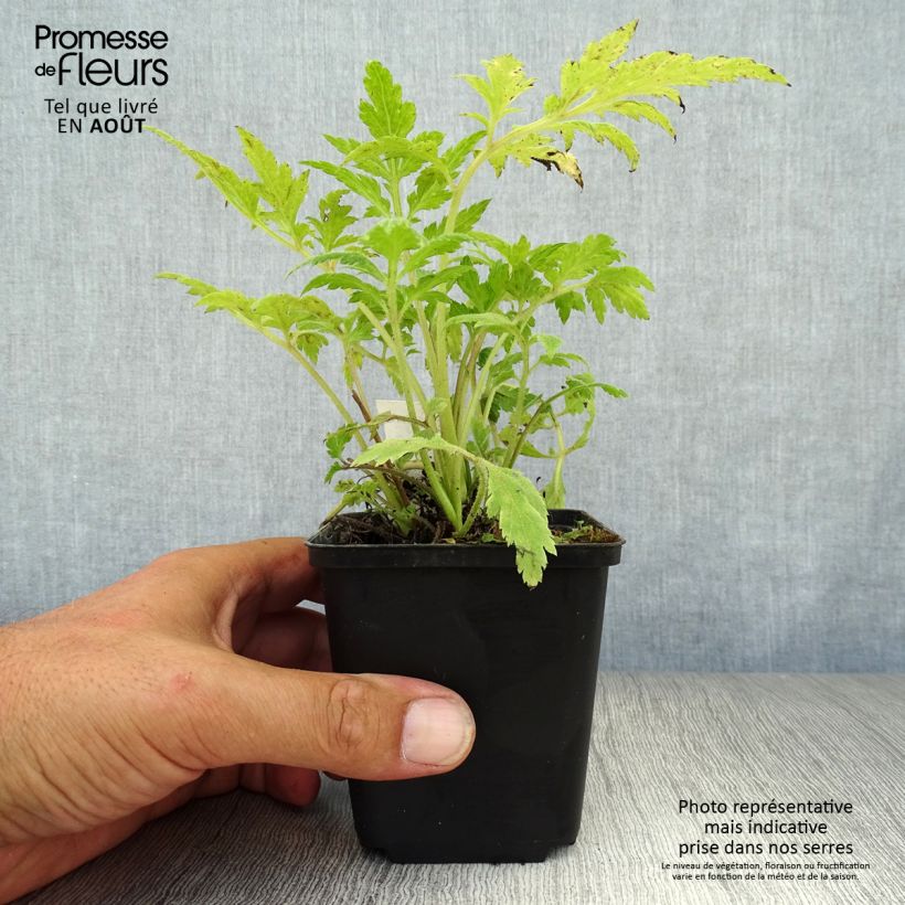 Ejemplar de Artemisia lactiflora - Artemisa blanca Maceta de 8/9 cm entregado en verano