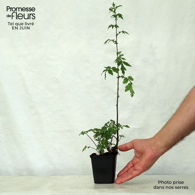 Ejemplar de Artemisia lactiflora Guizhou Maceta de 8/9 cm entregado en verano