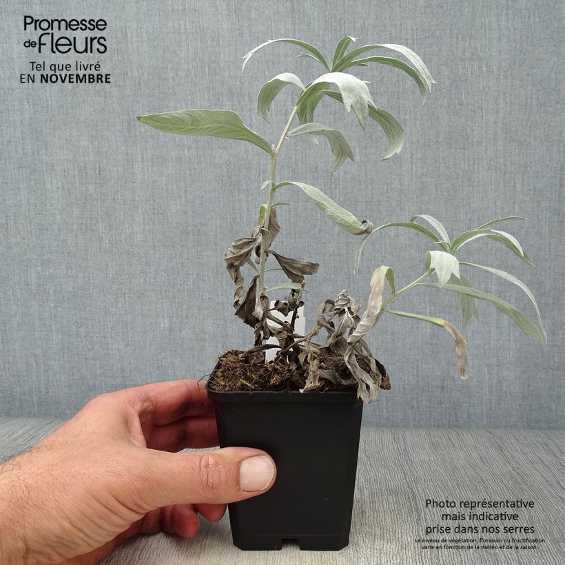 Ejemplar de Artemisia ludoviciana Valerie Finnis Maceta de 8/9 cm entregado en otoño