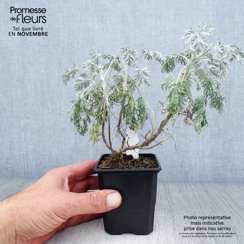 Ejemplar de Artemisia arborescens Powis Castle Maceta de 8/9 cm entregado en otoño