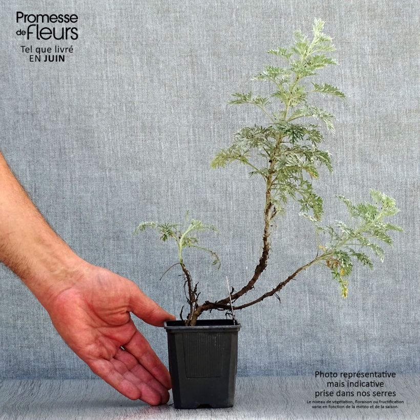 Ejemplar de Artemisia arborescens Powis Castle Maceta de 8/9 cm entregado en verano