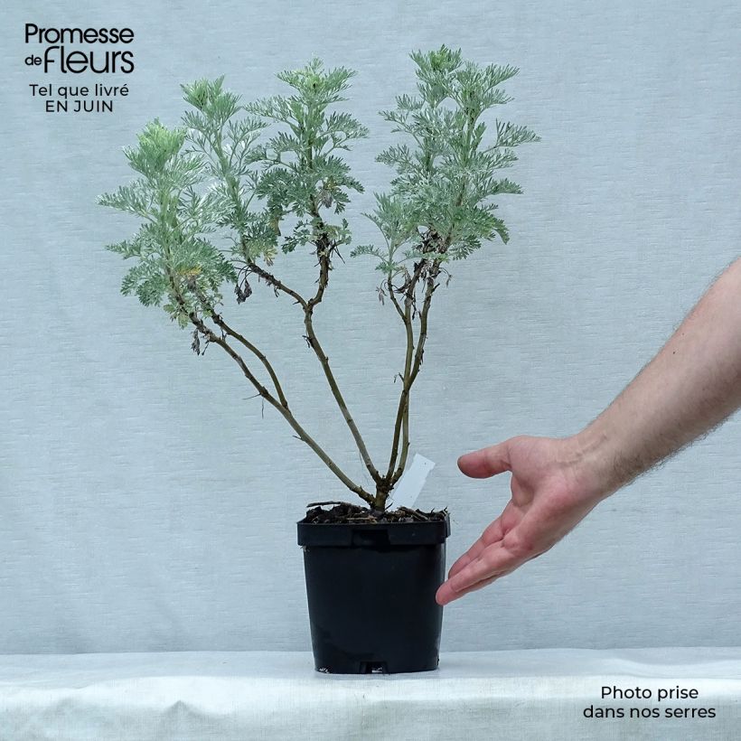 Ejemplar de Artemisia arborescens Powis Castle Maceta 2L/3L entregado en verano