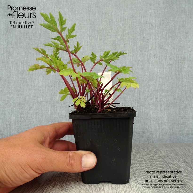 Ejemplar de Artemisia lactiflora Jim Russel Maceta de 8/9 cm entregado en verano