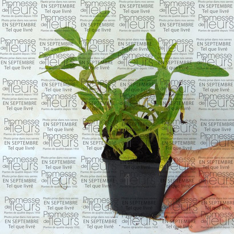 Ejemplo de ejemplar de Arnica americana - Arnica chamissonis Maceta de 8/9 cm tal y como se entrega