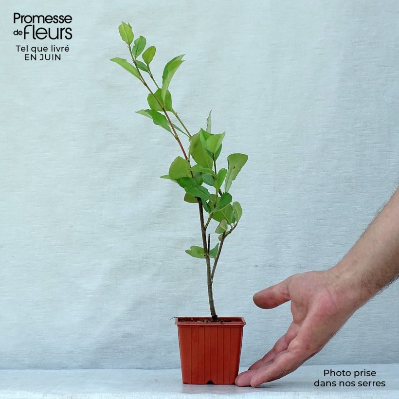 Ejemplar de Aronia Brilliant - Aronia arbutifolia Maceta de 8/9 cm entregado en verano