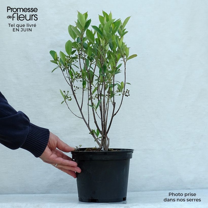 Ejemplar de Aronia Brilliant - Aronia arbutifolia Maceta 2L/3L entregado en verano
