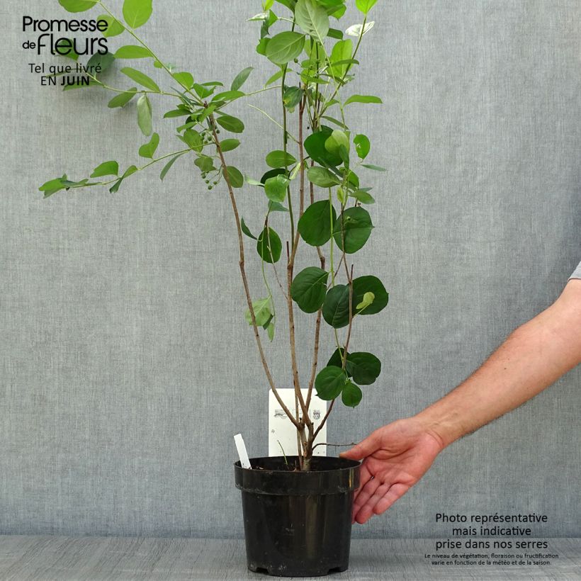 Ejemplar de Chokeberry negro Autumn Magic - Aronia melanocarpa Maceta 2L/3LAltura de entrega aprox. 60/70cm entregado en verano