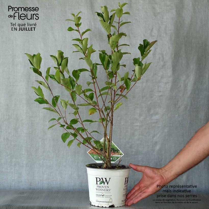 Ejemplar de Chokeberry negro Revontuli Hedger - Aronia melanocarpa Maceta 3L/4L entregado en verano