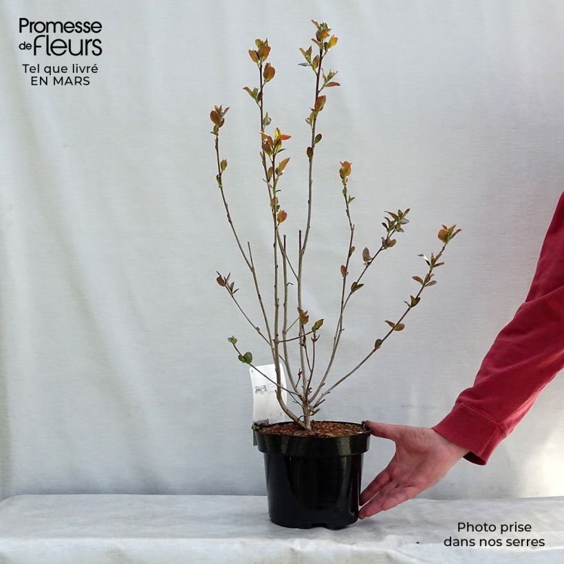 Aronia prunifolia Aron - Aronie en pot de 2L/3L Ejemplar entregado en la primavera