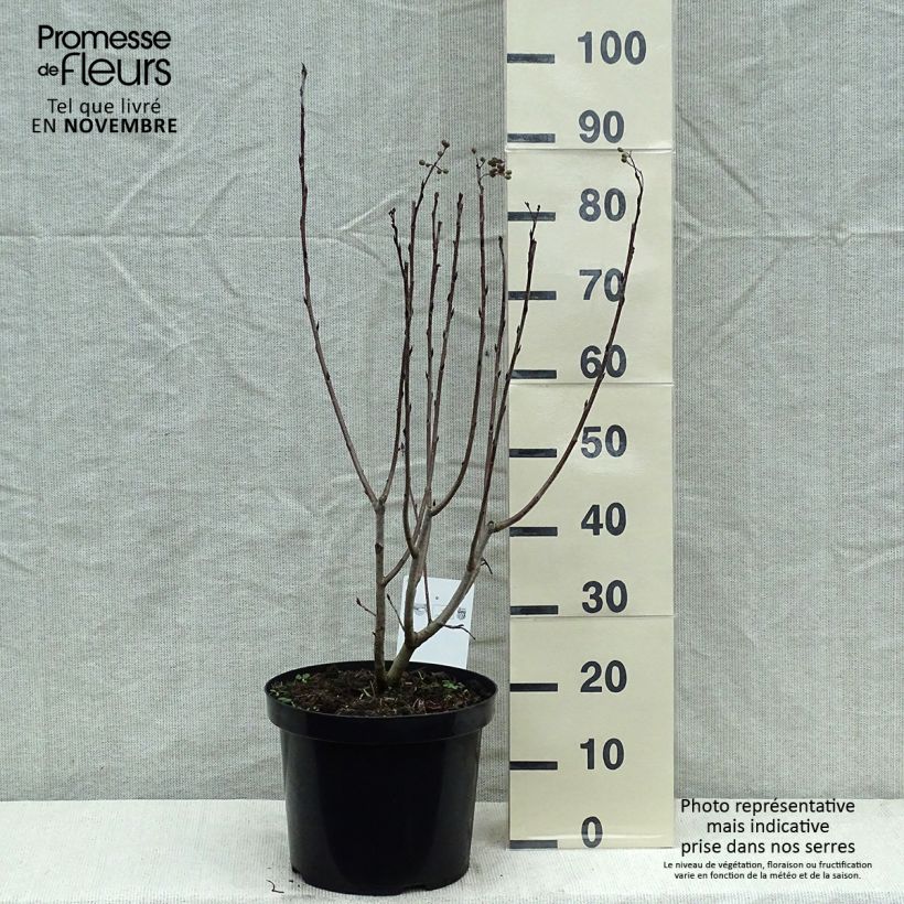 Ejemplar de Aronia prunifolia Aron Maceta 7,5L/10L entregado en otoño