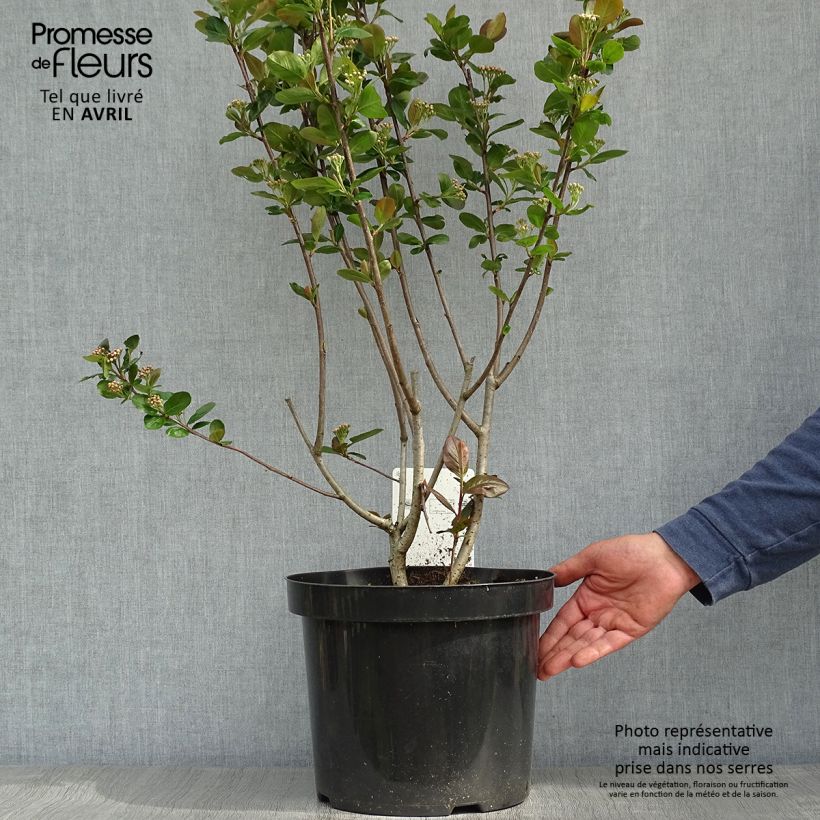 Aronia prunifolia Aron - Aronie en pot de 7,5L/10L Ejemplar entregado en la primavera