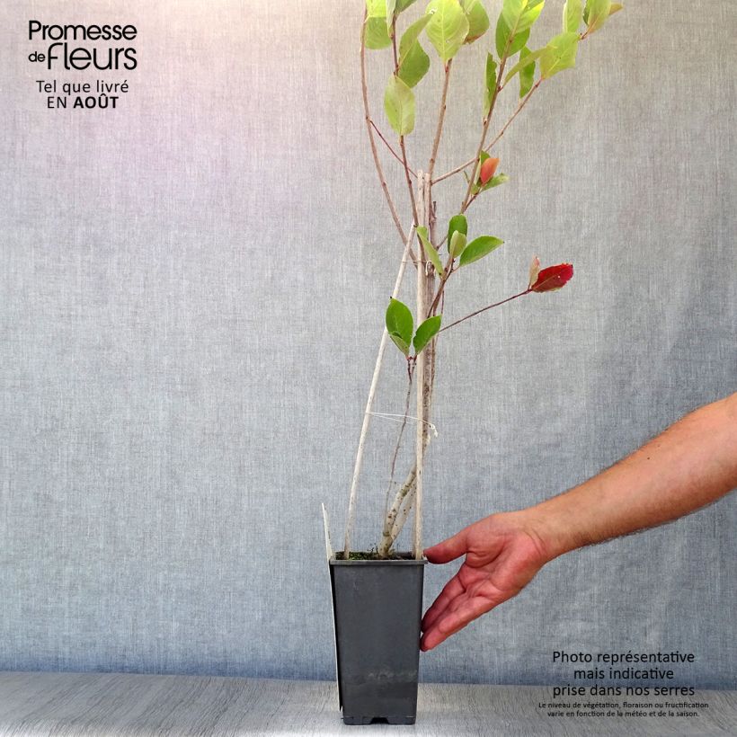 Ejemplar de Chokeberry púrpura Viking - Aronia x prunifolia Maceta 1,5L/2LAltura de entrega aprox. 20/30cm entregado en verano