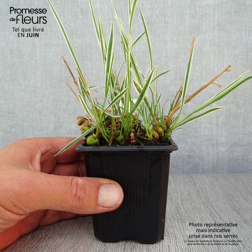 Ejemplar de Arrhenatherum bulbosum Variegatum Godet de 9cm entregado en verano