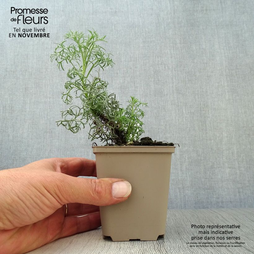 Ejemplar de Artemisia alba Canescens Maceta de 8/9 cm entregado en otoño