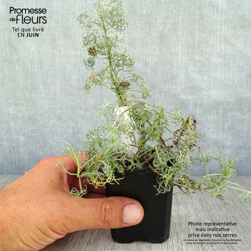 Ejemplar de Artemisia alba Canescens - Armoise argentée Godet de 8/9 cm entregado en verano
