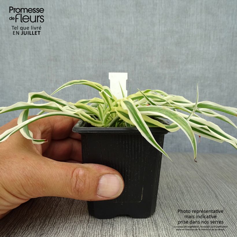 Ejemplar de Arthropodium candidum Little Lilia - Lirio renga Maceta de 8/9 cm entregado en verano