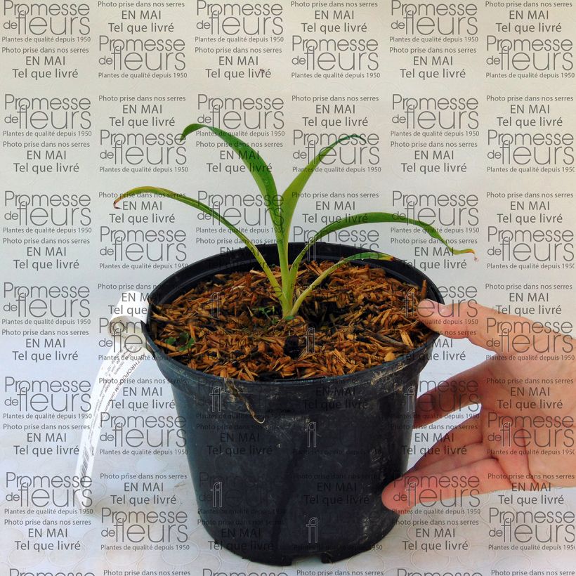 Ejemplo de ejemplar de Arthropodium cirratum - Lirio De Rengarenga Maceta 2L/3LAltura de entrega aprox. 30/40cm tal y como se entrega