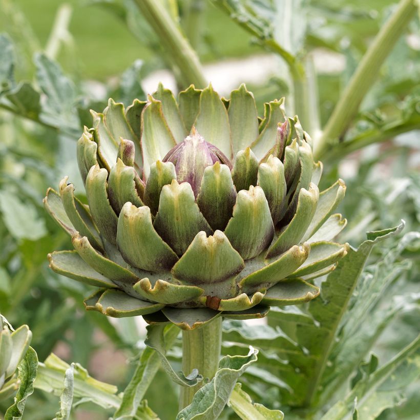 Alcachofa Artichaut Gros vert de Laon (Floración)