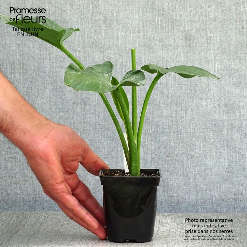 Ejemplar de Zantedeschia aethiopica - Cala Maceta de 8/9 cm entregado en verano