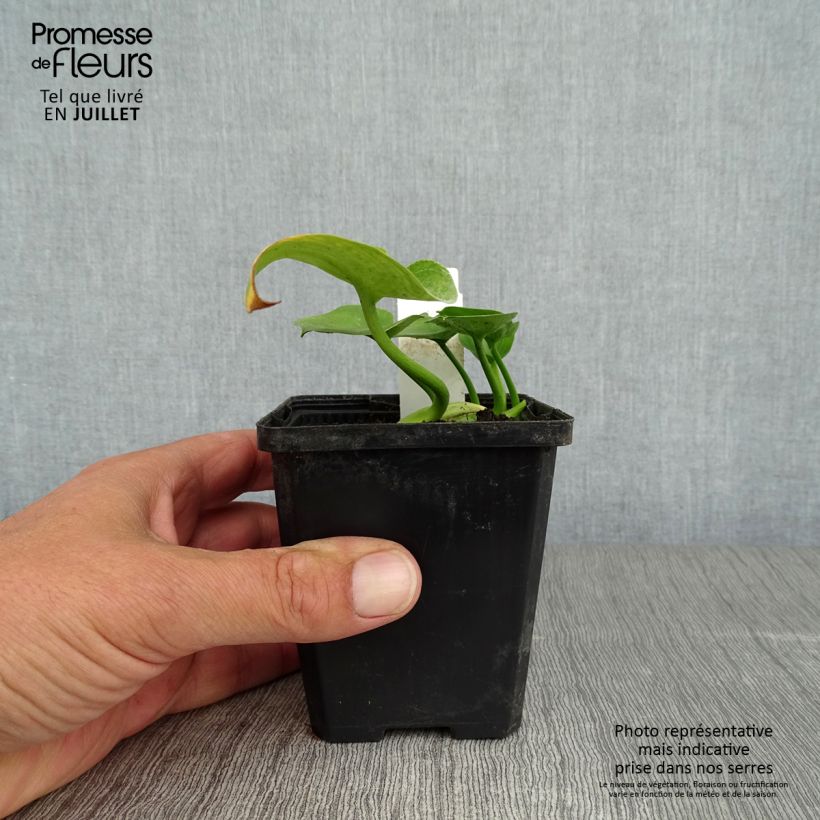 Ejemplar de Calla palustris Maceta de 8/9 cm entregado en verano