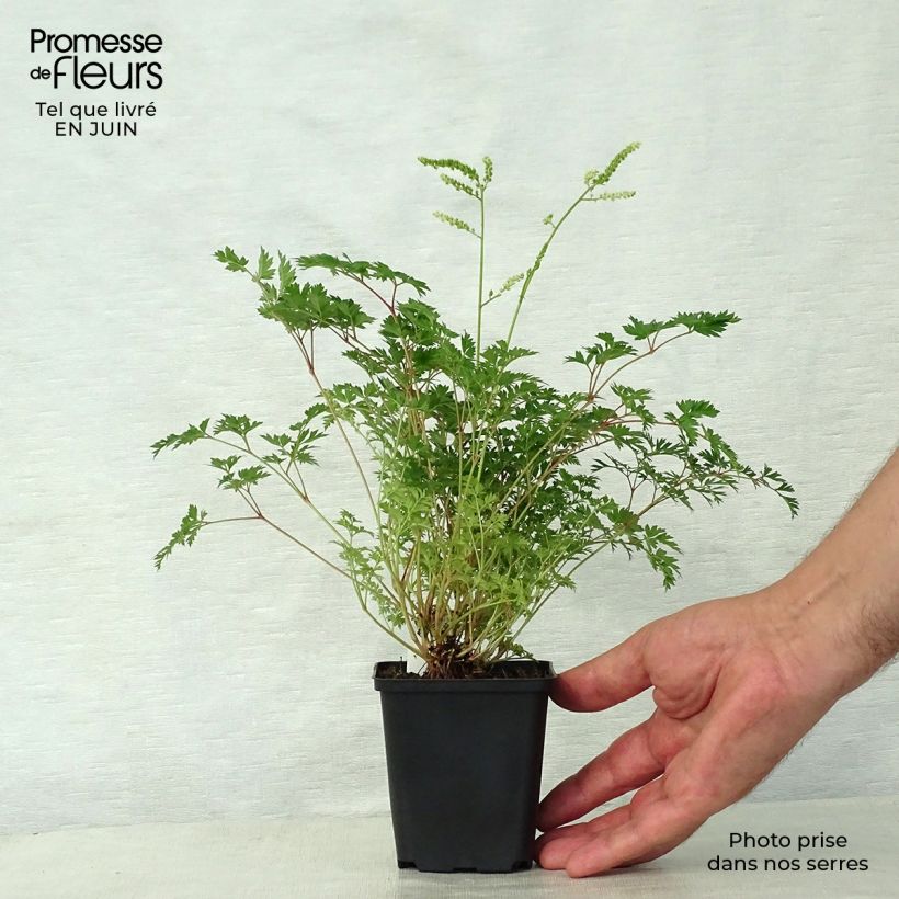 Ejemplar de Aruncus aethusifolius - Barbas de cabra Maceta de 8/9 cm entregado en verano