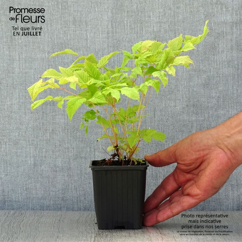 Ejemplar de Aruncus dioïcus sylvestris Maceta de 7/8 cm entregado en verano