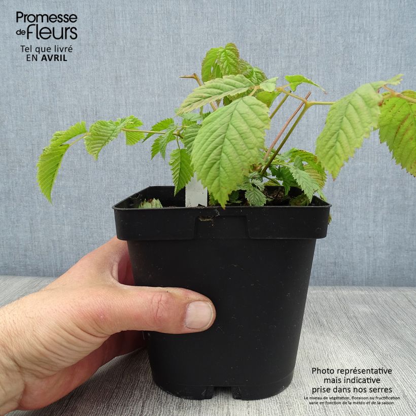 Aruncus dioïcus sylvestris Maceta 2L/3L Ejemplar entregado en la primavera