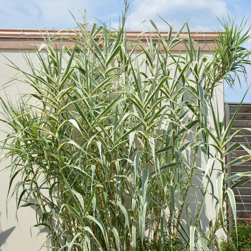 Arundo donax Ely - Caña comun (Porte)