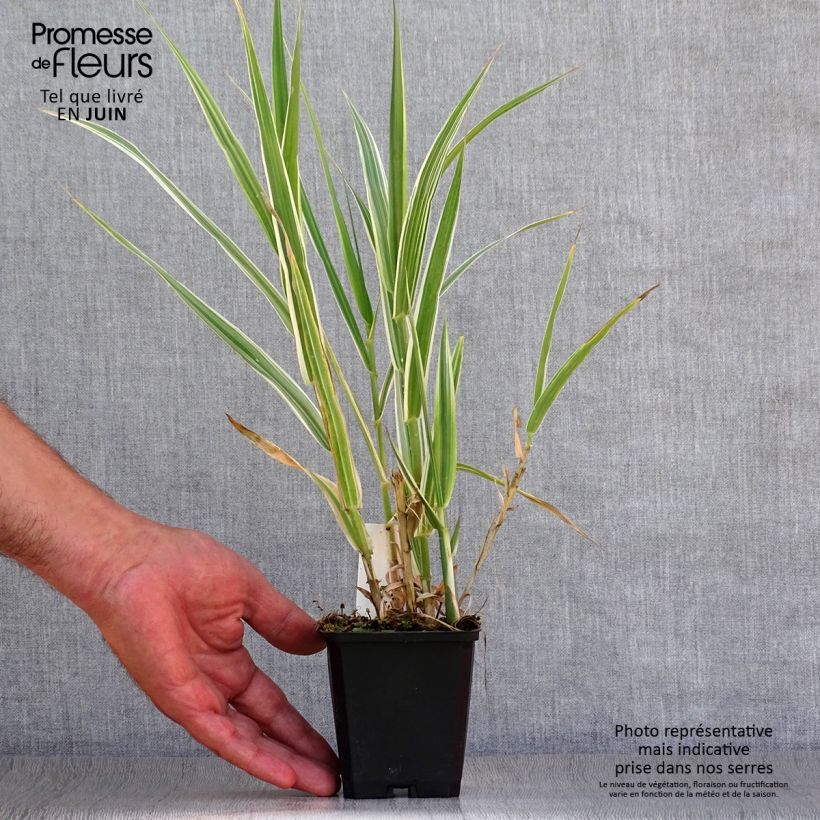 Ejemplar de Arundo donax Versicolor - Caña comun Maceta de 8/9 cm entregado en verano