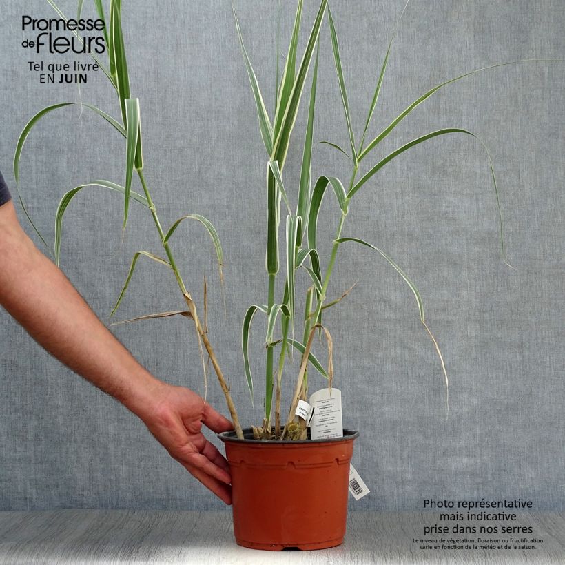 Ejemplar de Arundo donax Versicolor - Caña comun Maceta 3L/4L entregado en verano