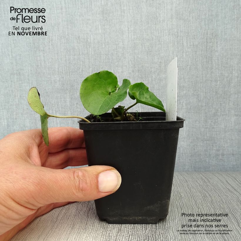 Ejemplar de Asarum europaeum - Ásaro europeo Maceta de 8/9 cm entregado en otoño