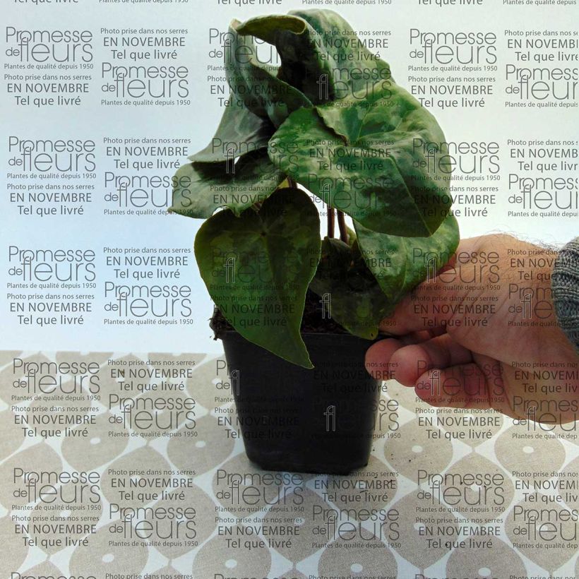 Ejemplo de ejemplar de Asarum maximum Giant Maceta de 8/9 cm tal y como se entrega