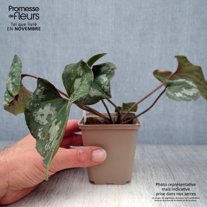 Ejemplar de Asarum maximum Ling Ling Maceta de 8/9 cm entregado en otoño