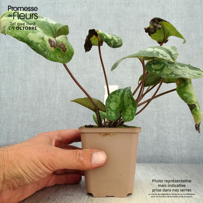 Ejemplar de Asarum splendens - Ásaro Maceta de 8/9 cm entregado en otoño