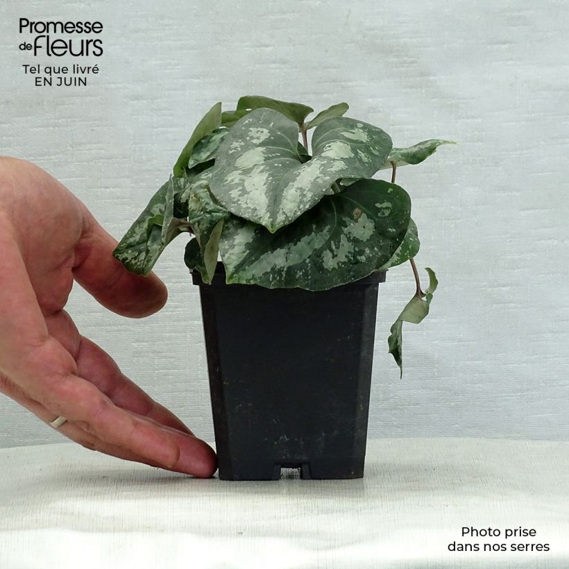 Ejemplar de Asarum splendens - Ásaro Maceta de 8/9 cm entregado en verano