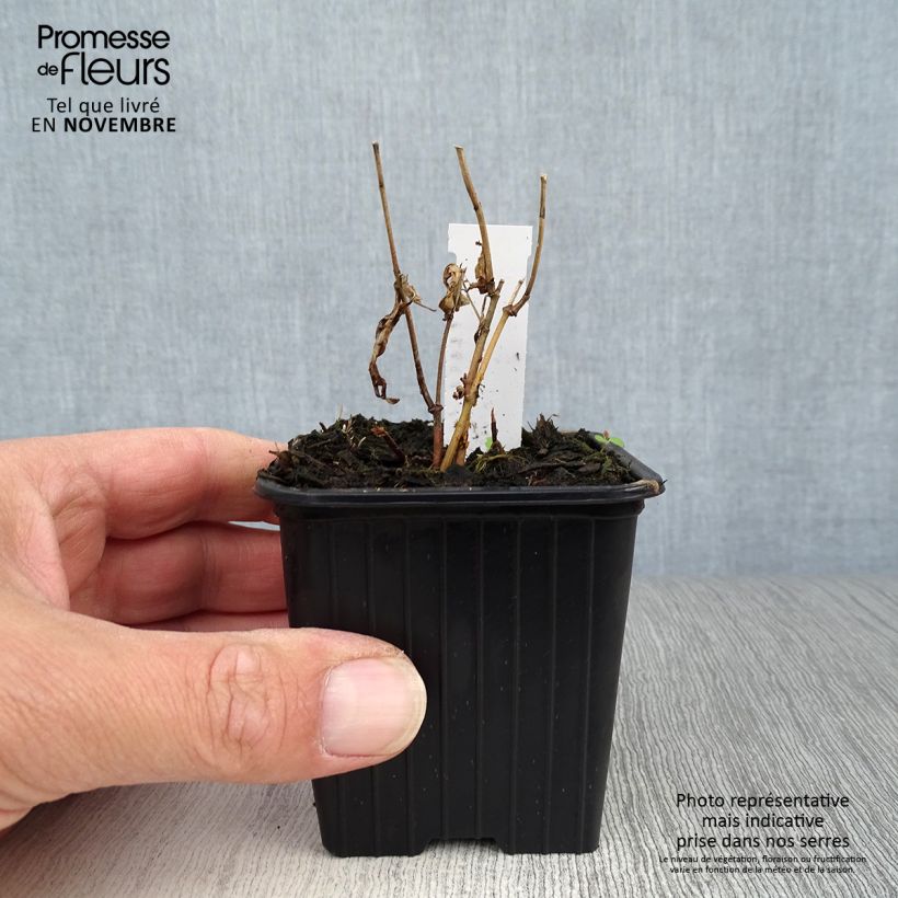 Ejemplar de Asclepias incarnata - Algodoncillo de México Maceta de 8/9 cm entregado en otoño