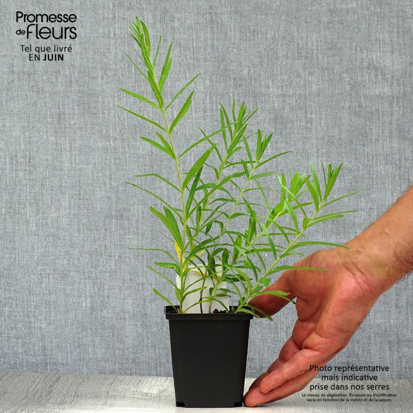 Ejemplar de Asclepias tuberosa - Algodoncillo Maceta de 7/8 cm entregado en verano