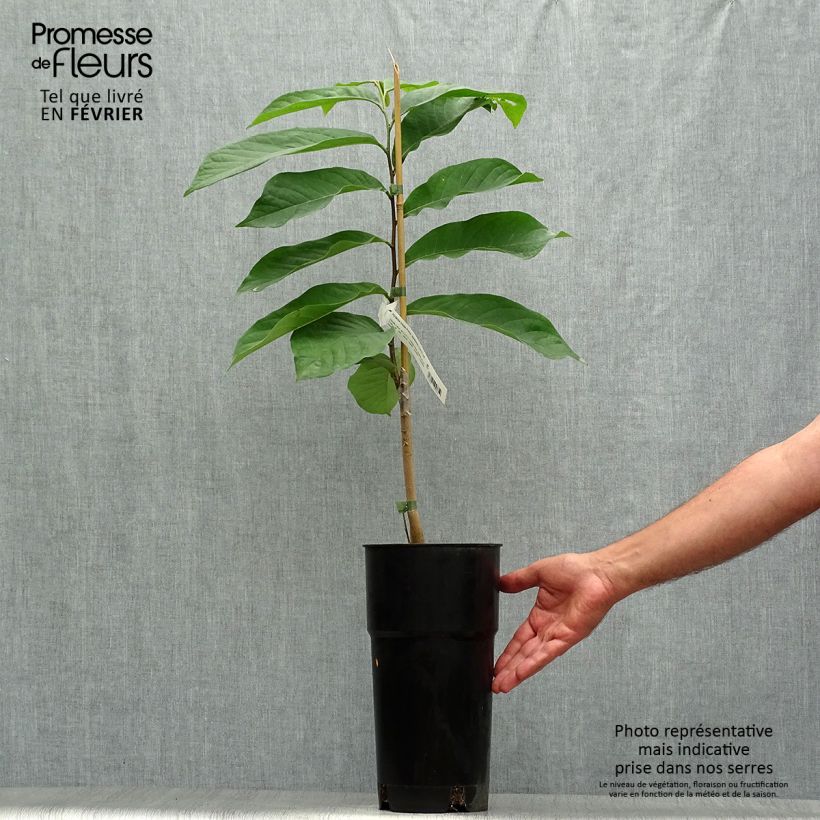 Ejemplar de Asimina triloba Prima 1216 Maceta 4L/5L entregado en otoño