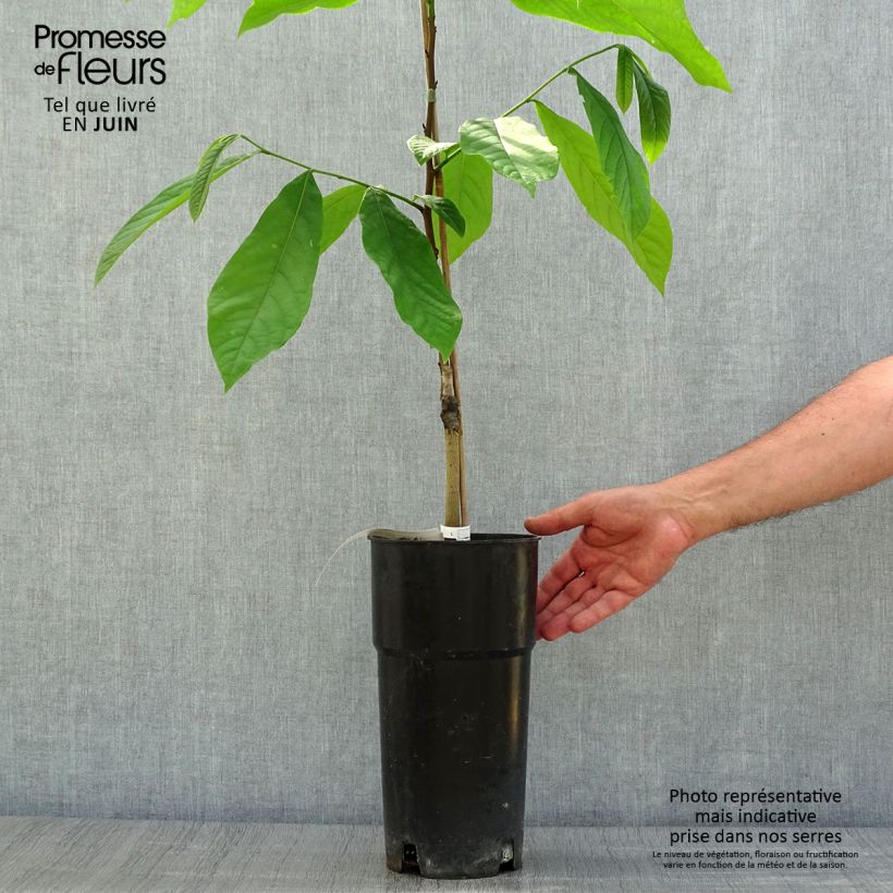 Ejemplar de Asimina triloba Prima 1216 Maceta 4L/5LAltura de entrega aprox. 50+cm entregado en verano