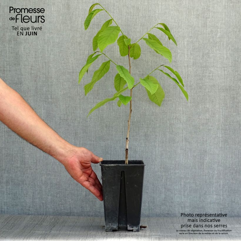 Ejemplar de Asimina triloba Sunflower Maceta 2L/3LAltura de entrega aprox. 30/40cm entregado en verano