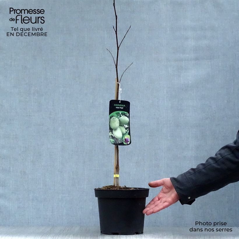 Asimina triloba Prolific - Asiminier Paw Paw Pot de 4L/5L Ejemplar entregado en invierno