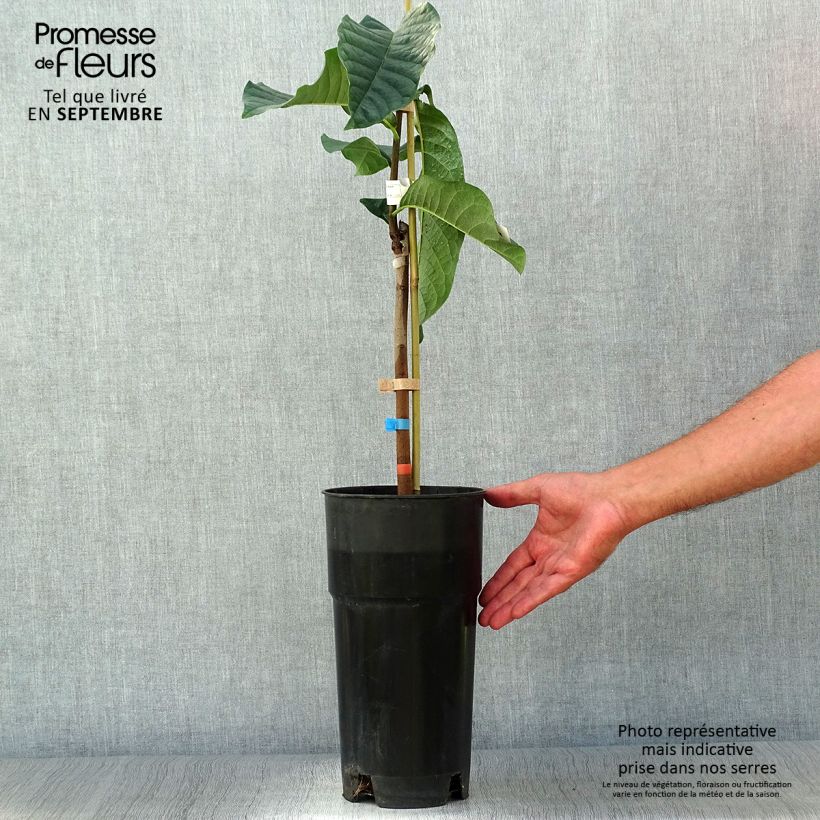 Ejemplar de Asimina triloba Shenandoah Maceta 3L/4L entregado en otoño