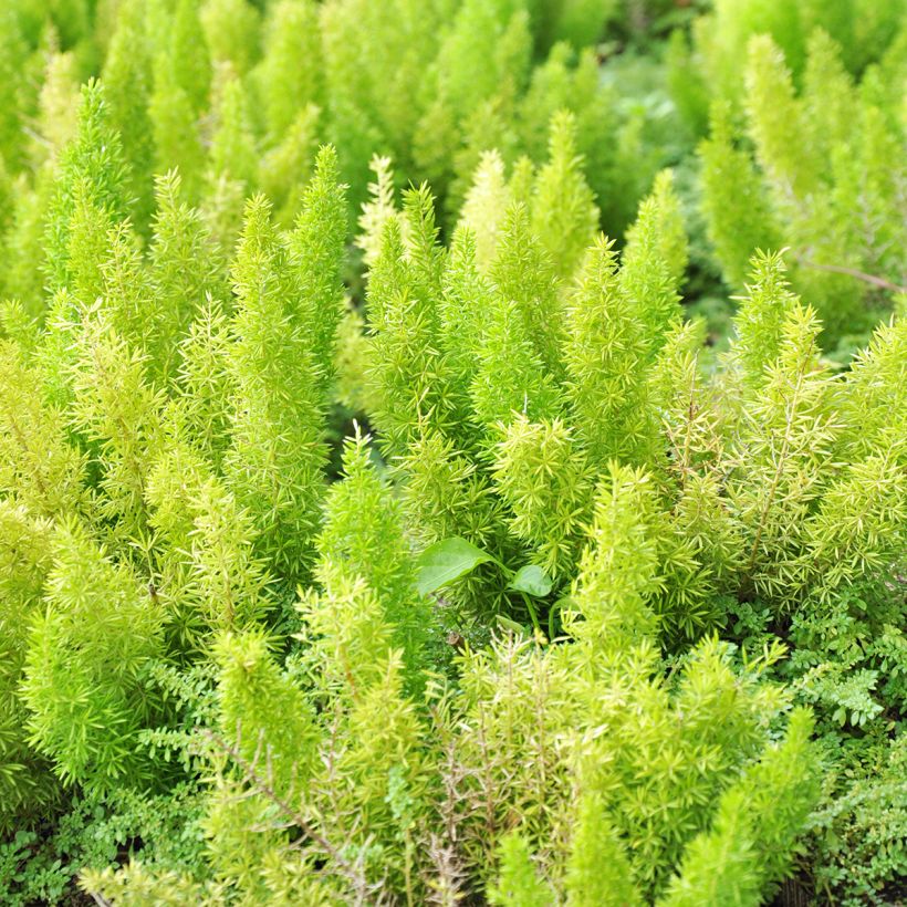 Asparagus densiflorus var. meyeri - Espárrago de jardín (Follaje)