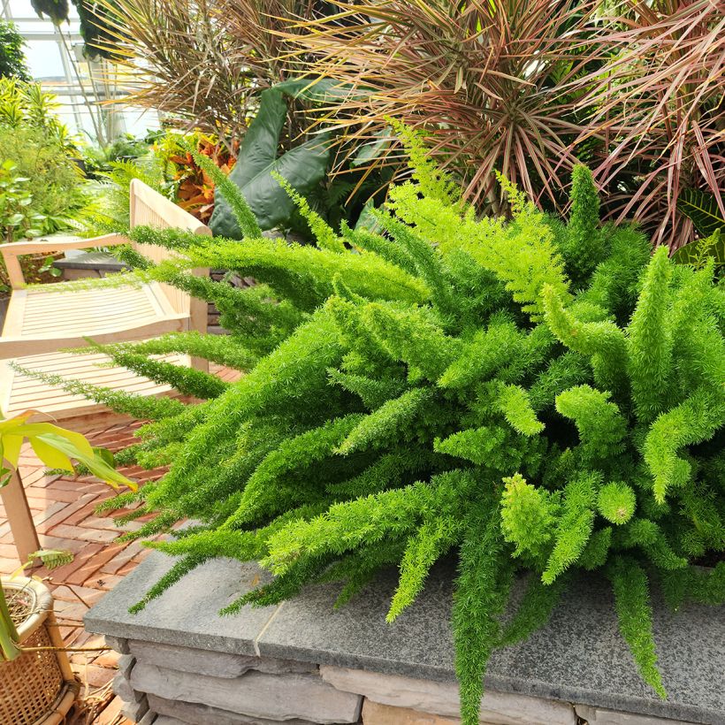 Asparagus densiflorus var. meyeri - Espárrago de jardín (Porte)