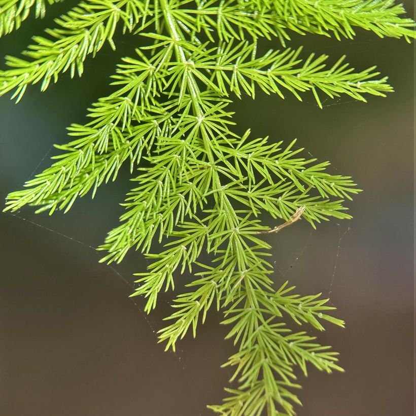 Asparagus plumosus - Esparraguera plumosa (Follaje)