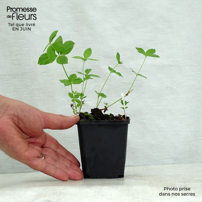 Ejemplar de Asperula taurina - Aspérule de Turin Godet de 8/9 cm entregado en verano