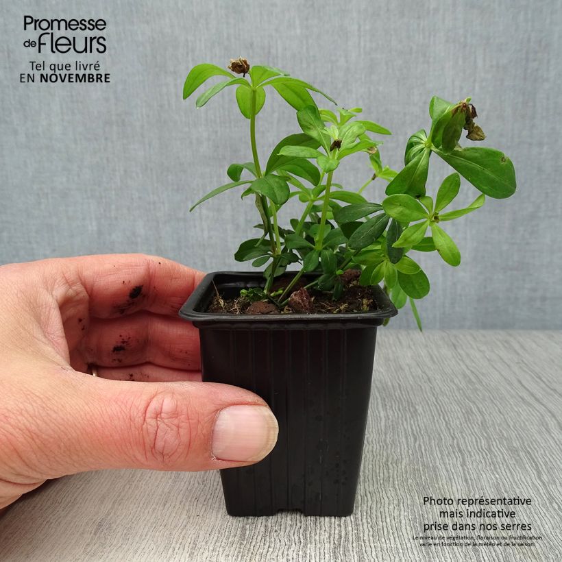 Ejemplar de Aspérula olorosa - Galium odoratum Maceta de 7/8 cm entregado en otoño