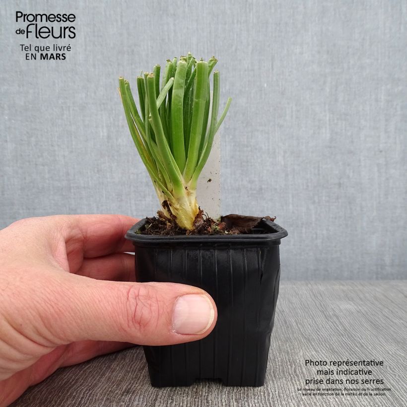 Asphodelus albus - Asfódelo Maceta de 8/9 cm Ejemplar entregado en invierno