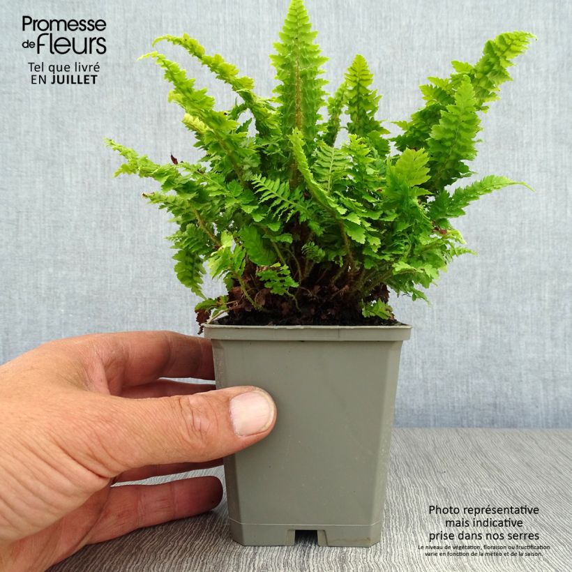 Ejemplar de Polystichum setiferum Congestum - Helecho peludo Maceta de 8/9 cm entregado en verano